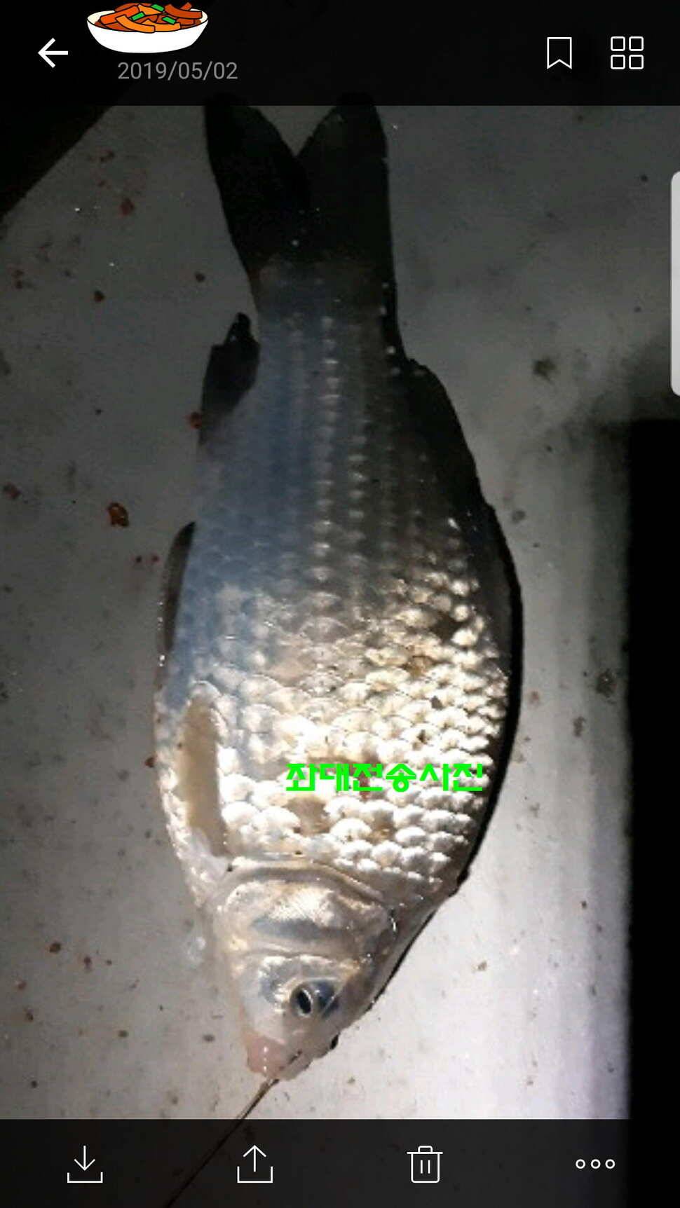 신원낚시터 토종대물 4짜가 풍년입니다풍년 (유료터정보 - 유료터점주조황)