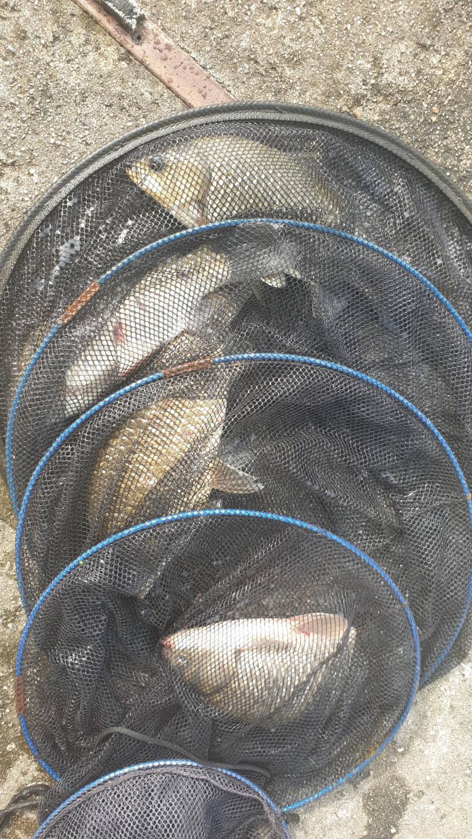 주말천둥번개 그래도 열심히 하신조사님 손맛은 보셨네요 노지며좌대며 만석을 채위주셔셔 감사합니다 (유료터정보 - 유료터점주조황)