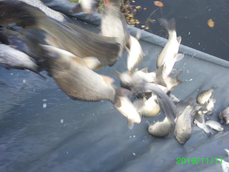 양평 수곡낚시터 오늘 붕어 대량 방류 및 조황 안내1111 (유료터정보 - 유료터점주조황)