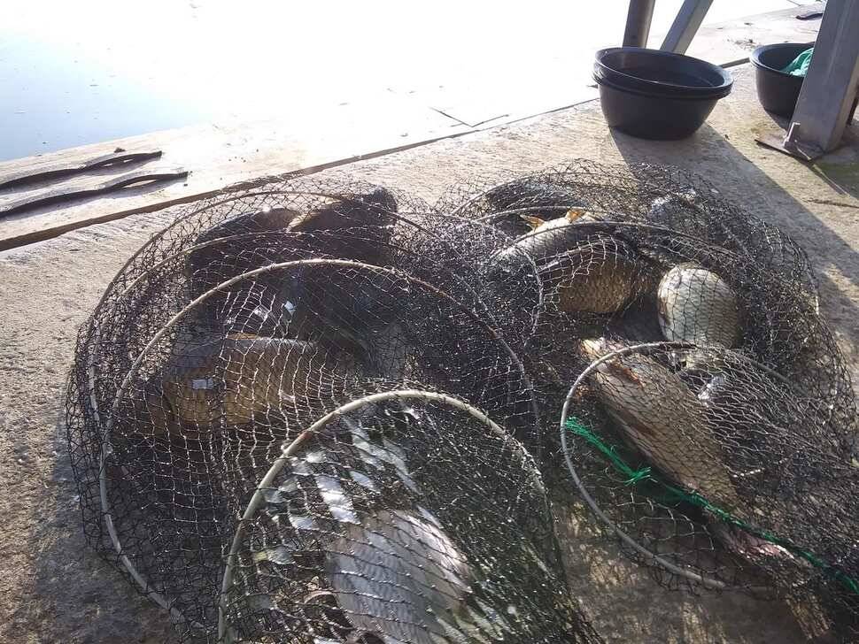 힐링 수곡낚시터 어제도 많은 붕어들이 나와주었습니다 내일도 붕어방류 합니다 (유료터정보 - 유료터점주조황)