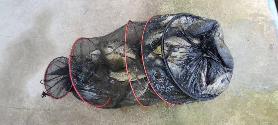 힐링 양평낚시터 수곡낚시터 어제도 고르게 잘 나와주었네요 (유료터정보 - 유료터점주조황)
