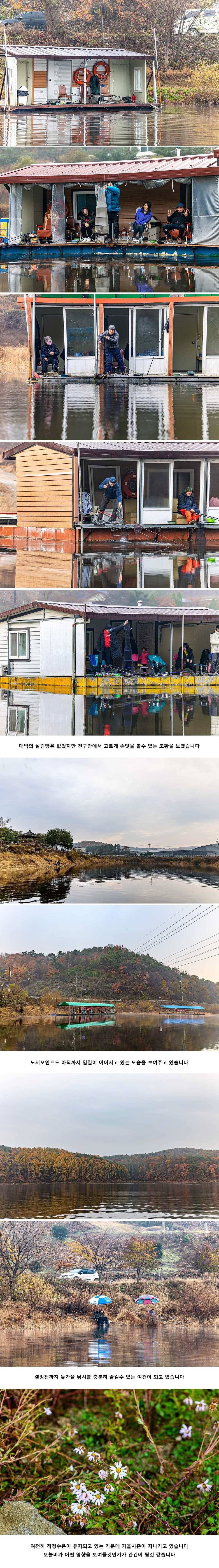 안성 두메낚시터 11월 17일 조황정보 (유료터정보 - 유료터점주조황)