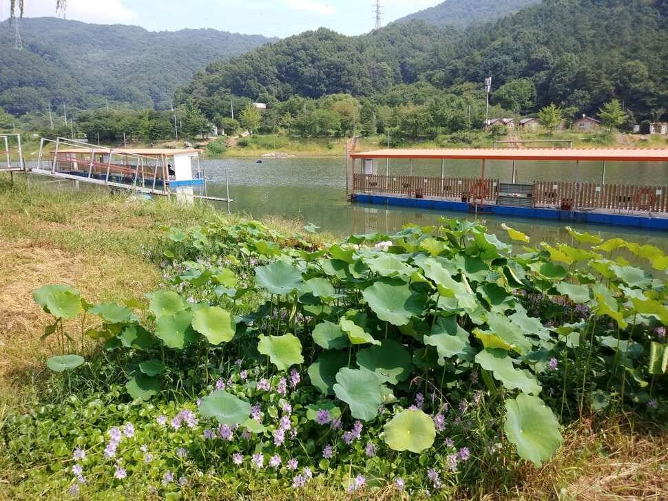 수곡낚시터 주중 조황 꾸준하며 오늘 대박 조황도 나와주었습니다 (유료터정보 - 유료터점주조황)