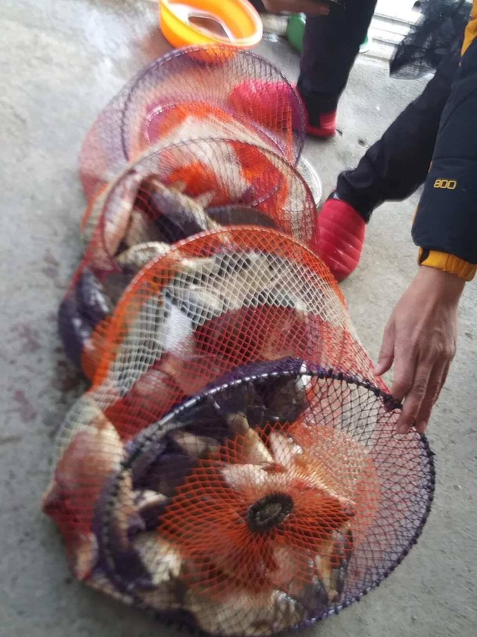 양평 수곡낚시터 조황이 잘 나와주었네요 금일 토종붕어 또 대량 방류 하였습니다 (유료터정보 - 유료터점주조황)