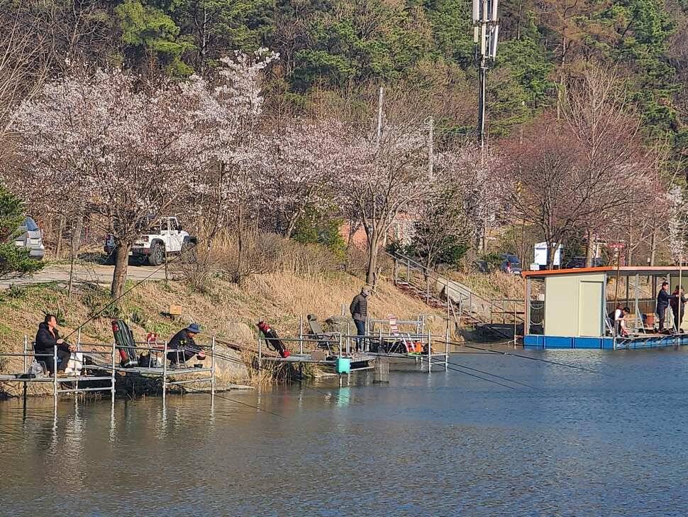 힐링 양평 수곡낚시터 월요일 조황 및 수상좌대 할인요금 안내 (유료터정보 - 유료터점주조황)