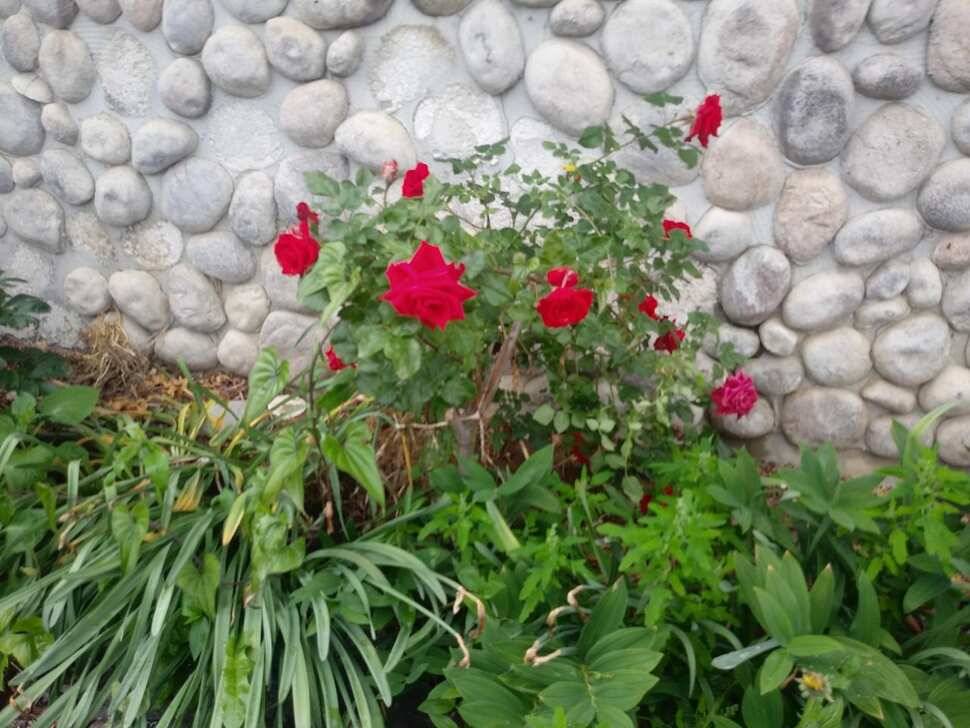 아산 안골지 조황정보 입니다 (유료터정보 - 유료터점주조황)