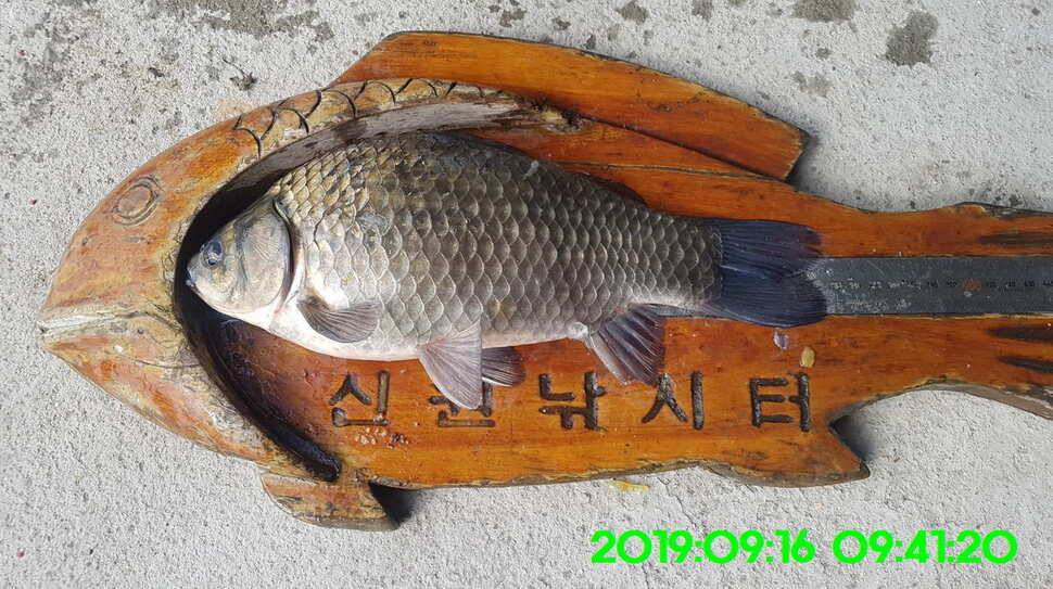 신원낚시터 토종대물 덩어리와 4짜가 마릿수로 (유료터정보 - 유료터점주조황)