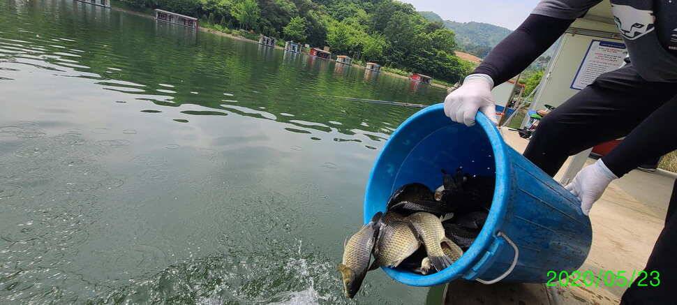 수곡지 양평 수곡낚시터 5월네째주 주말 조황 입질시간대 파악이 중요한듯합니다 (유료터정보 - 유료터점주조황)