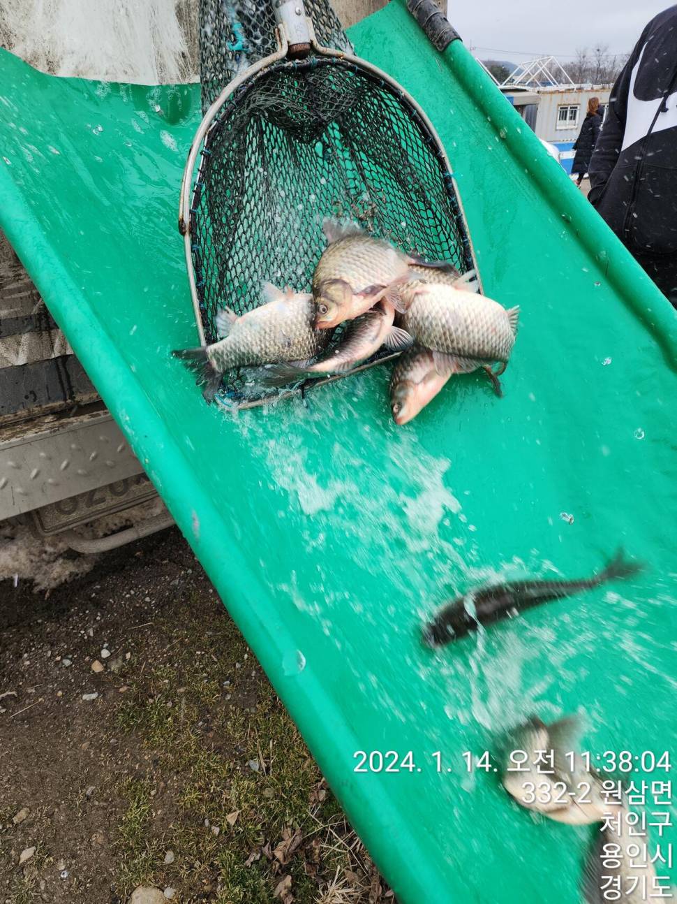 2024년 01월 셋째주 조황정보 용담낚시터사암지 (유료터정보 - 유료터점주조황)