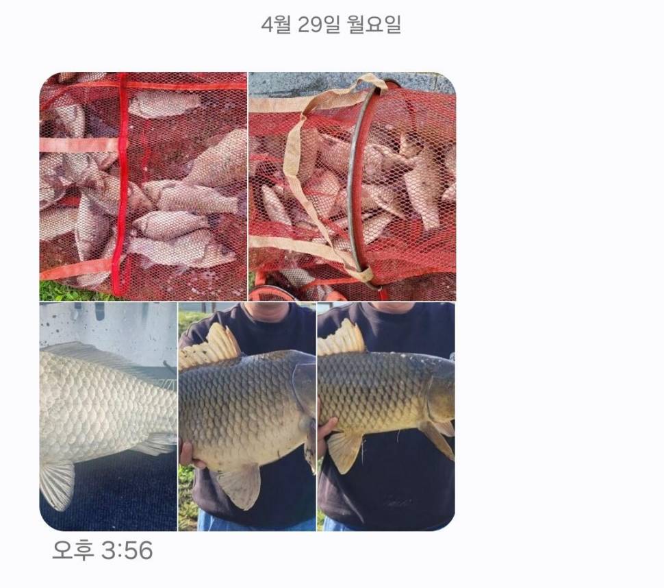 2024년 05월 첫째주 조황정보 용담낚시터사암지 4짜 4마리 (유료터정보 - 유료터점주조황)