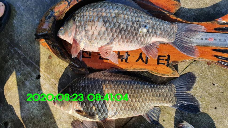 신원낚시터 8월27일 토종붕어 45짜리와 덩어리들 사진입니다 (유료터정보 - 유료터점주조황)
