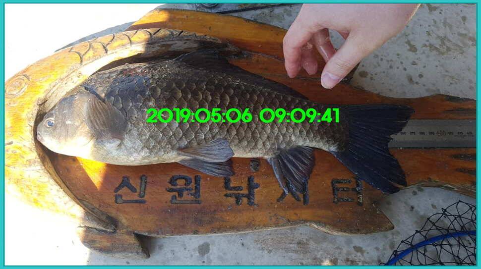 신원낚시터 토종대물 덩어리와 4짜가 계속 나옵니다쭉 (유료터정보 - 유료터점주조황)