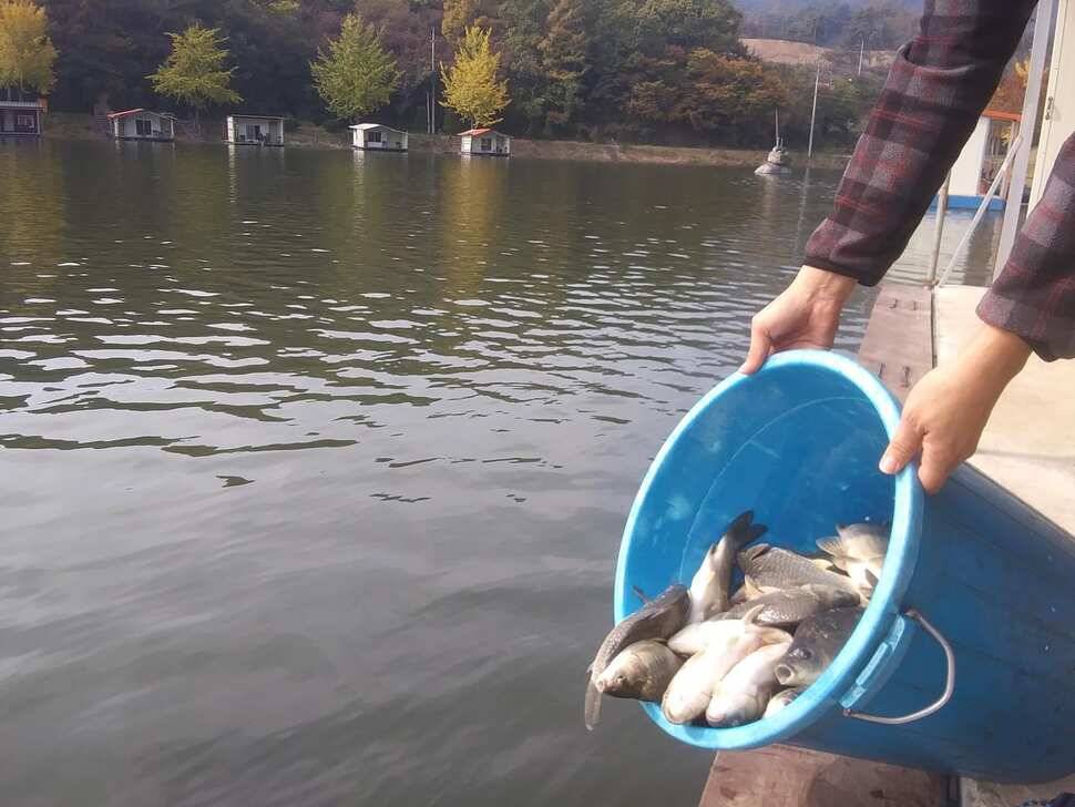 붕어낚시 양평 수곡낚시터 어제조황도 고르게 잘 나와주었습니다 (유료터정보 - 유료터점주조황)