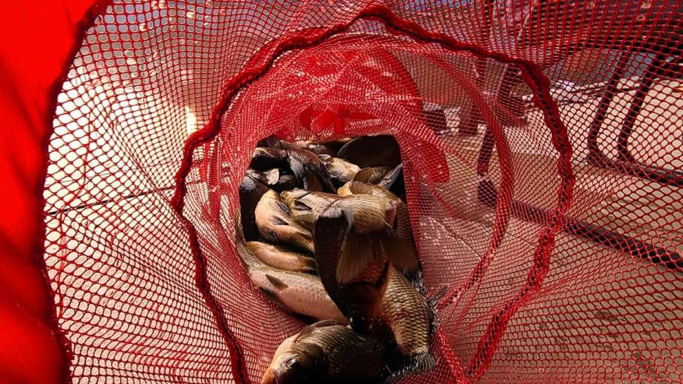 반제지 조황정보입니다 (유료터정보 - 유료터점주조황)