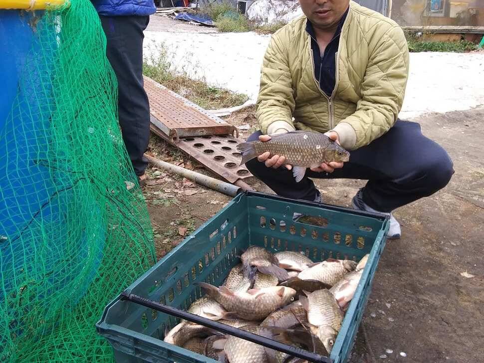 양평 수곡낚시터 자연산 토종붕어 방류 및 주말 조황 안내 (유료터정보 - 유료터점주조황)