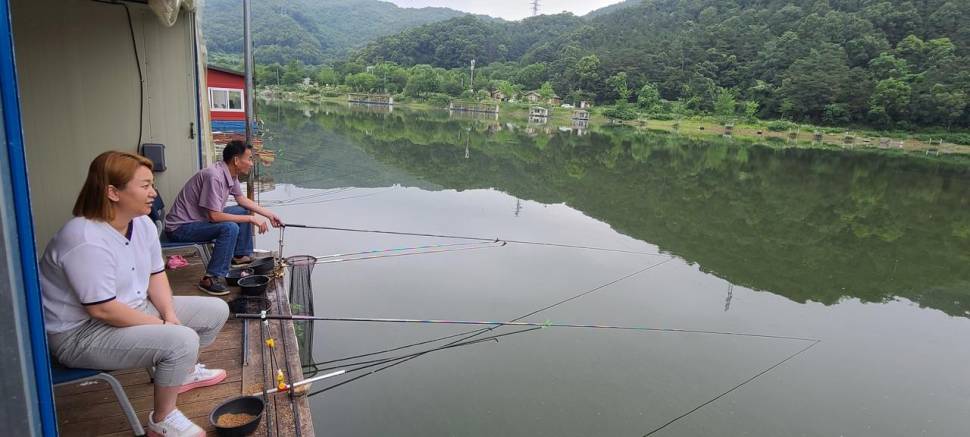 여름 붕어낚시 양평 수곡낚시터 수요일 조황도 고르게 나와줍니다 (유료터정보 - 유료터점주조황)