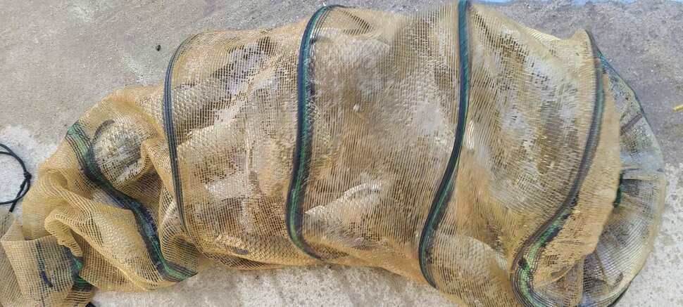 양평낚시터 수곡낚시터 주중조황이 꾸준히 좋네요 오늘도 방류 완료했습니다 (유료터정보 - 유료터점주조황)