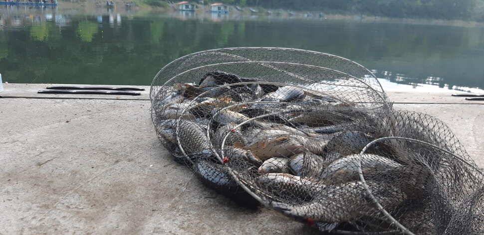 양평 수곡낚시터 9월28 오늘도 고르게 좋은 조황이 이어지고 있네요 오늘 붕어방류 완료하였습니다 (유료터정보 - 유료터점주조황)