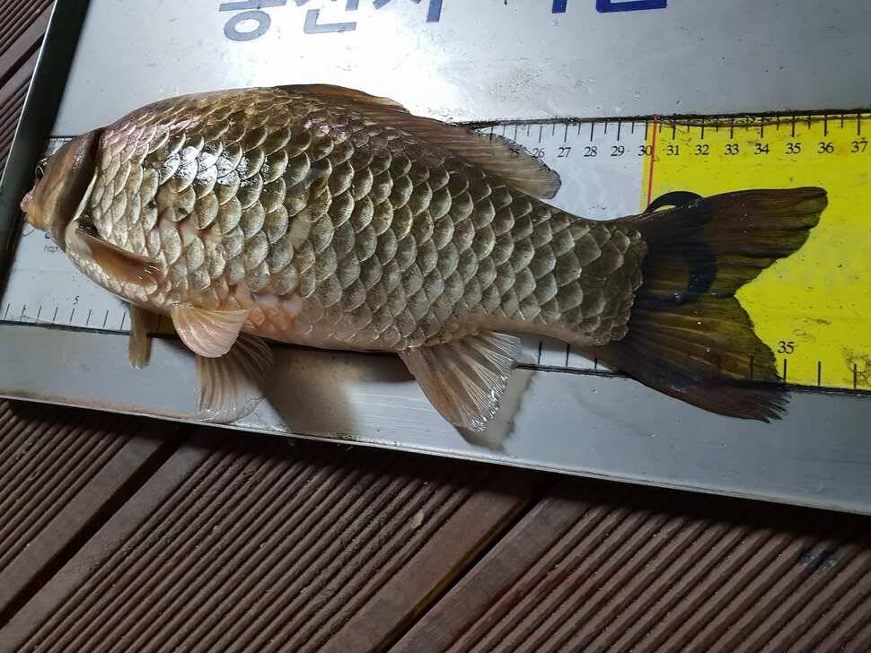 송전지서울좌대3월29일조황 (유료터정보 - 유료터점주조황)