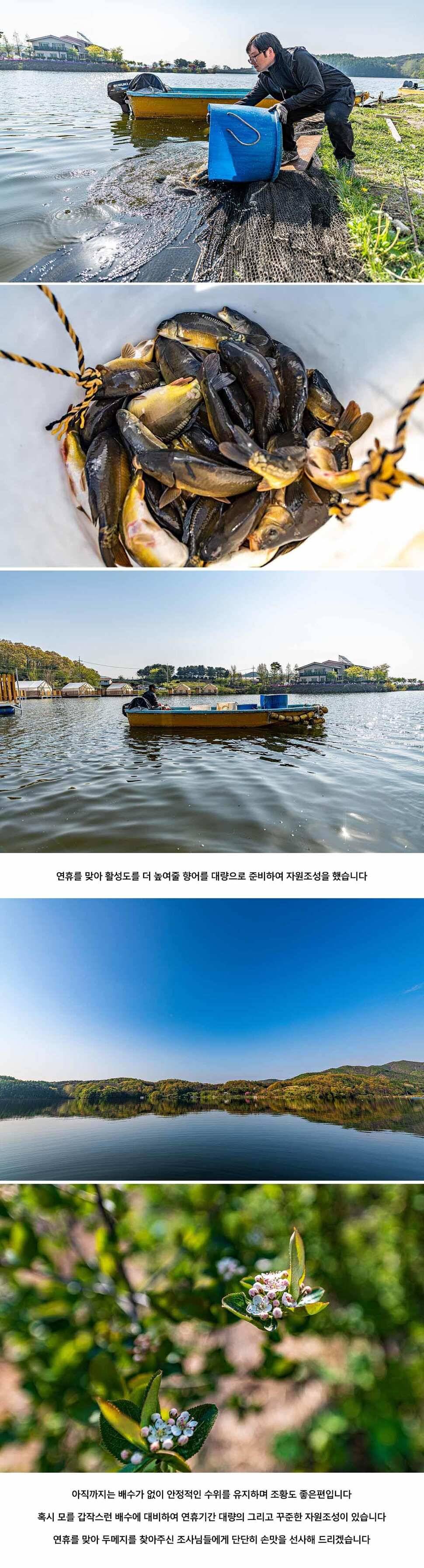 안성 두메낚시터 4월 30일 조황정보 (유료터정보 - 유료터점주조황)