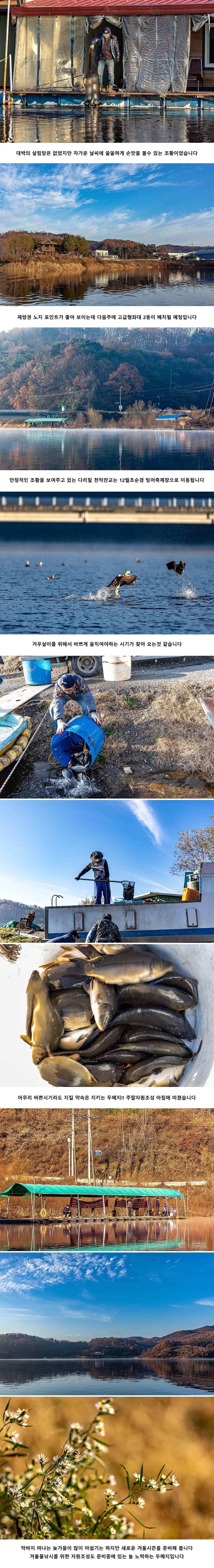 안성 두메낚시터 11월 23일 조황정보 (유료터정보 - 유료터점주조황)