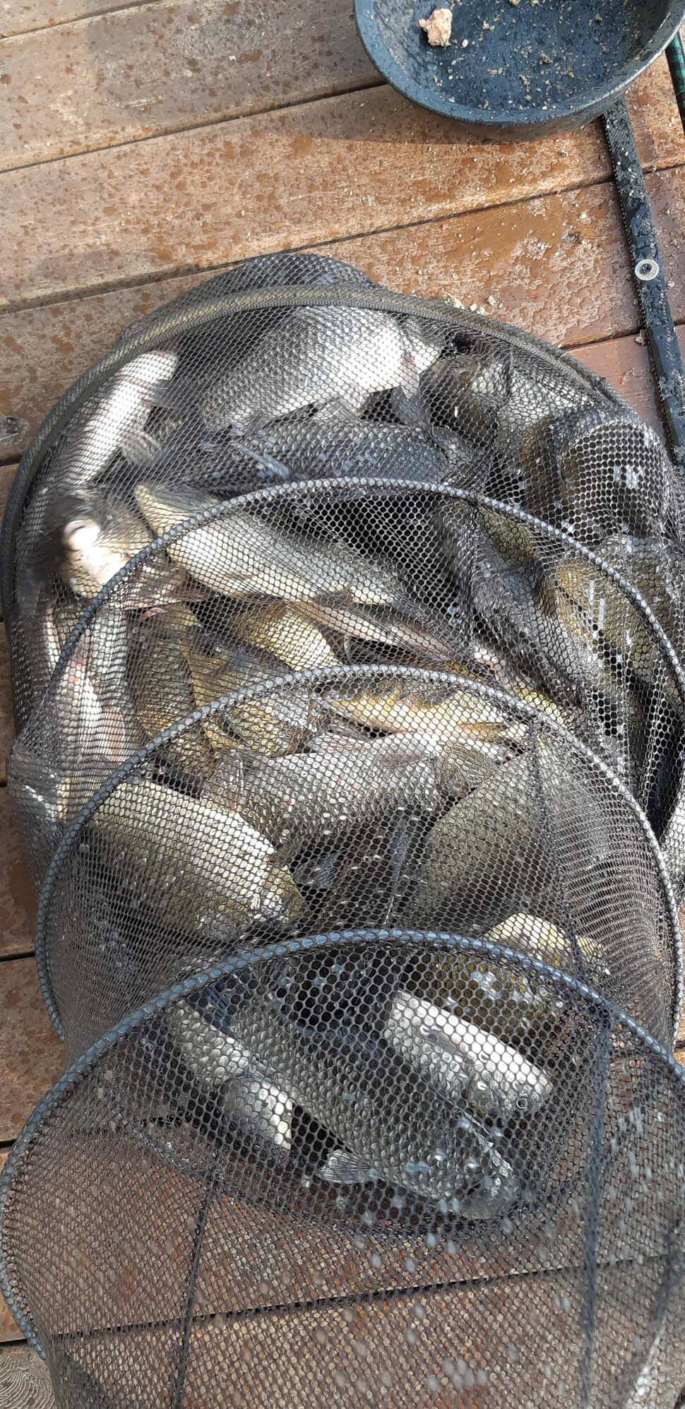 힐링 양평 수곡낚시터 101 첫날 붕어 조황 전포인트 조과 나오며 활성도 좋네요 오늘 붕어방류 완료 (유료터정보 - 유료터점주조황)
