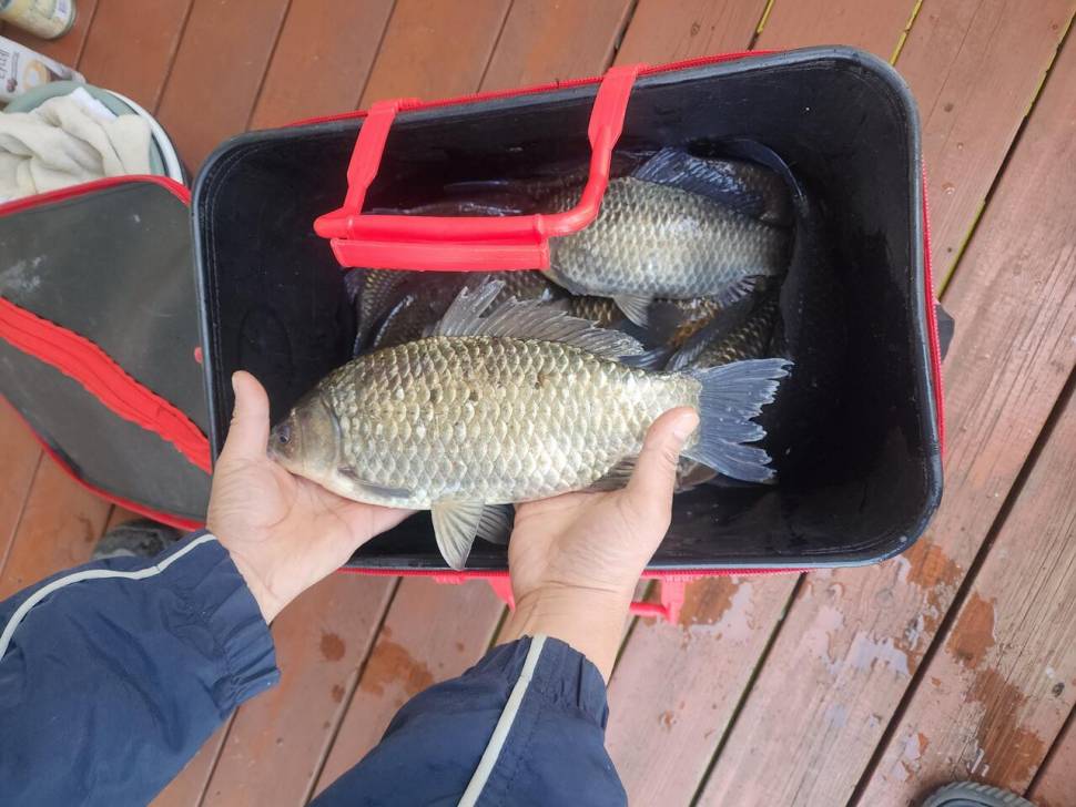 송전지 창신집 45cm 대박 조황 (유료터정보 - 유료터점주조황)