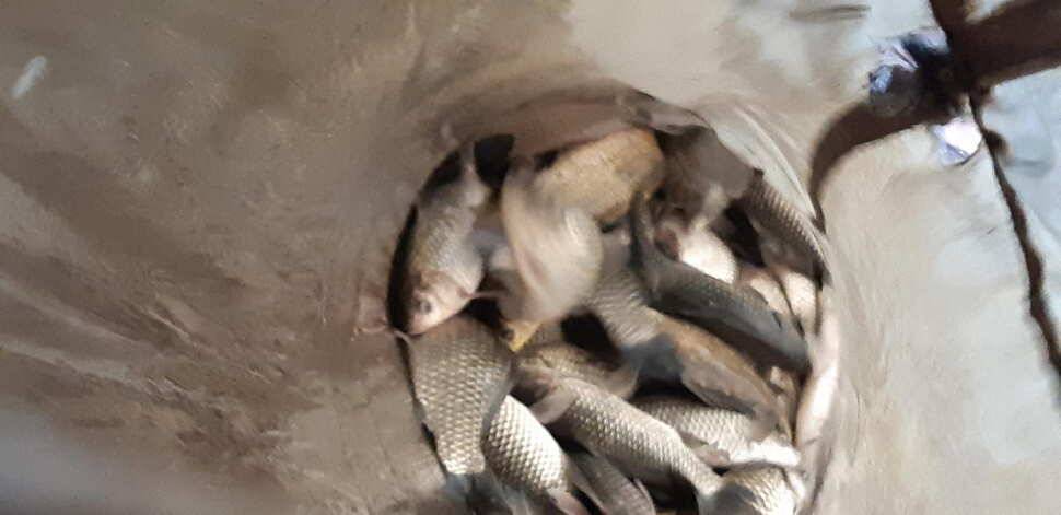 양평 수곡낚시터 주말에 이어서 오늘도 고른 조황으로 잘 나와줍니다 내일 붕어방류 합니다 (유료터정보 - 유료터점주조황)