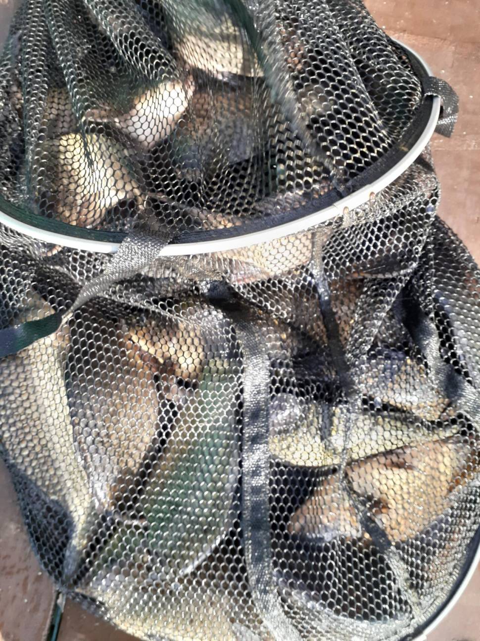 경주동산낚시터붕어 전용잡이터지난주 조황 (유료터정보 - 유료터점주조황)