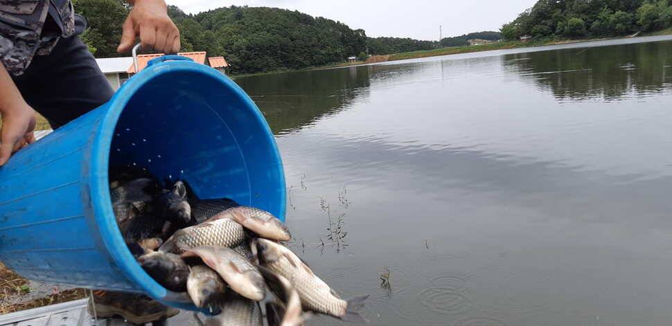 힐링 수곡낚시터 주말금요일 큰편차없이 고른 조황이 나옵니다 (유료터정보 - 유료터점주조황)