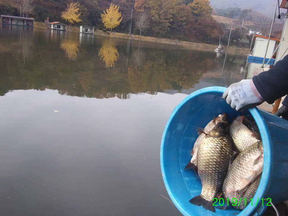 수곡낚시터 대호만 토종붕어 300키로 오늘 대량 방류 및 조황 소식 (유료터정보 - 유료터점주조황)