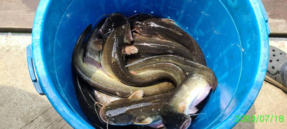 양평 피서낚시터 힐링 수곡낚시터 금토요일 주말 조황 안내 (유료터정보 - 유료터점주조황)