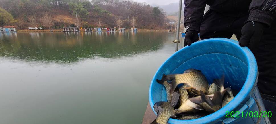 봄붕어낚시 힐링 양평 수곡낚시터 세째주말 조황 붕어방류 (유료터정보 - 유료터점주조황)