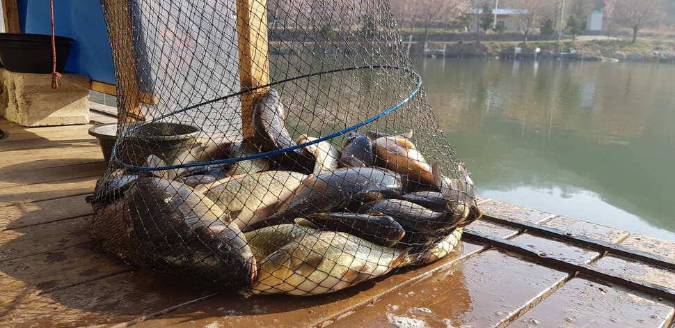 힐링 양평 수곡낚시터 주중 고른 조황이네요수상좌대 할인요금 및 주말 붕어방류 안내 (유료터정보 - 유료터점주조황)