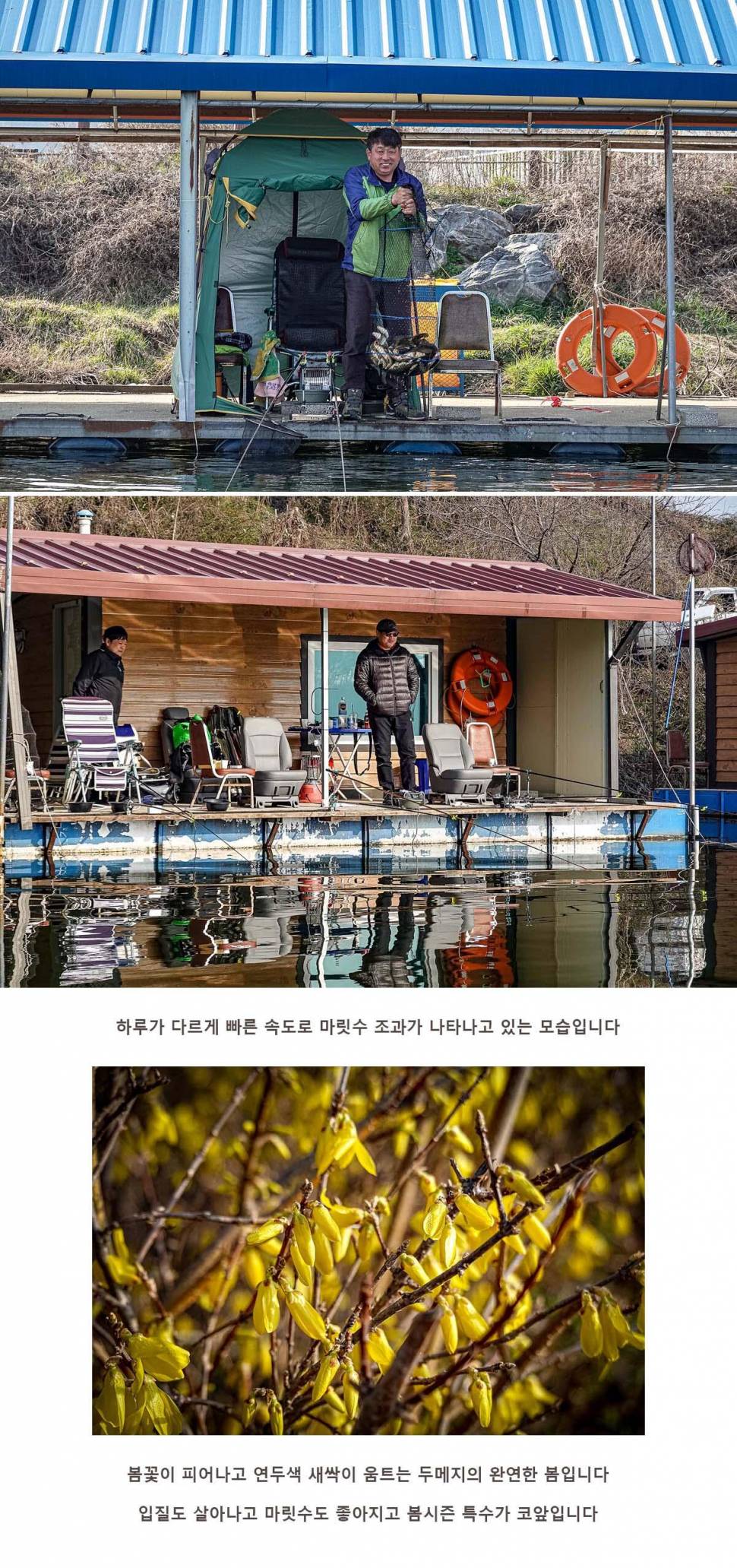 안성 두메낚시터 3월 26일 조황정보 (유료터정보 - 유료터점주조황)