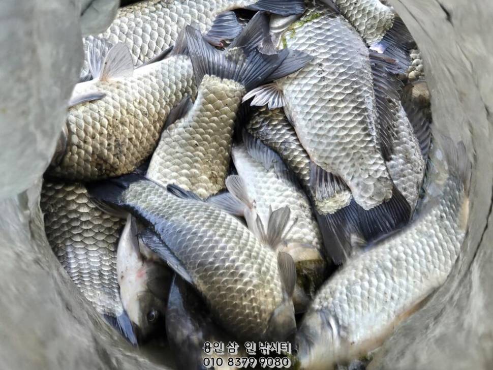 가깝고 물 좋고 경치 좋은 곳용인삼인낚시터 (유료터정보 - 유료터점주조황)