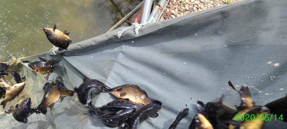 수곡지 양평 수곡낚시터 주말 조황 및 방류소식 안내드립니다 (유료터정보 - 유료터점주조황)