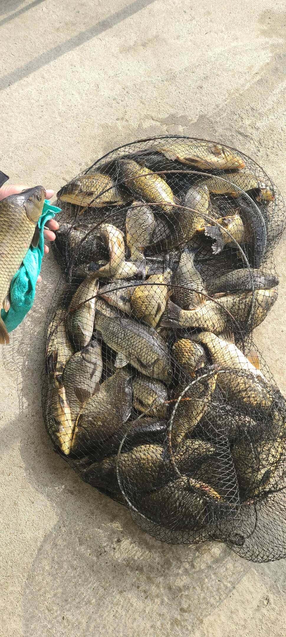 양평 수곡 낚시터 주중 조황도 꾸준합니다 오늘도 붕어방류 완료했습니다 (유료터정보 - 유료터점주조황)