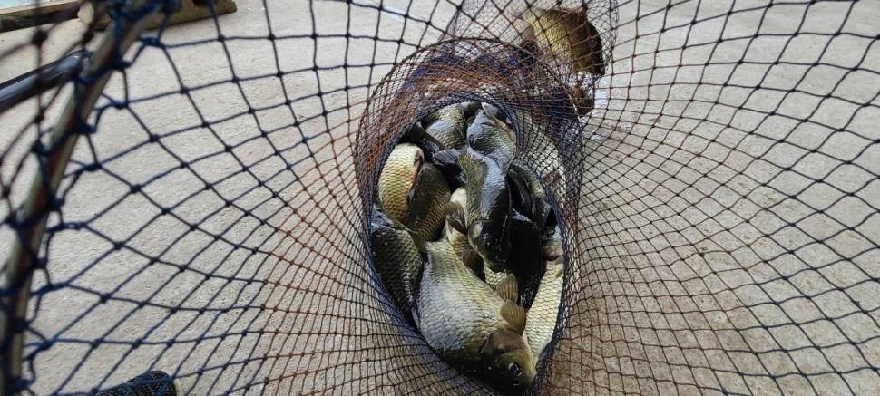 양평 여름 피서낚시 힐링 수곡낚시터 주말도 좋은조황 이어집니다 (유료터정보 - 유료터점주조황)