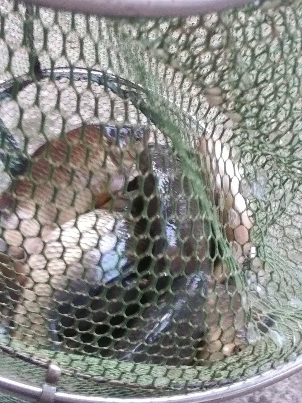 힐링 양평 수곡낚시터 2월 둘쨋주 조황 안내 (유료터정보 - 유료터점주조황)