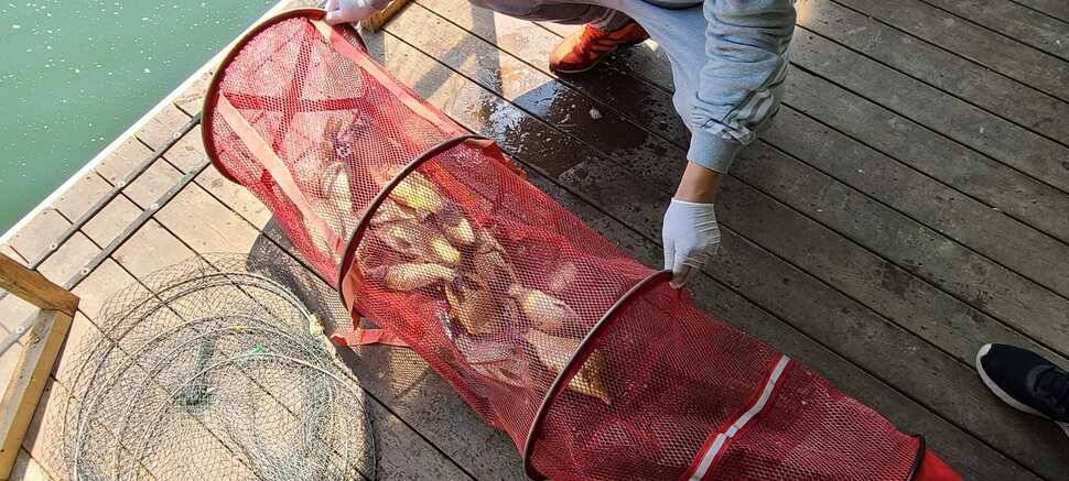 양평낚시터 힐링 수곡낚시터 56 주중조황 및 붕어 방류 안내 (유료터정보 - 유료터점주조황)