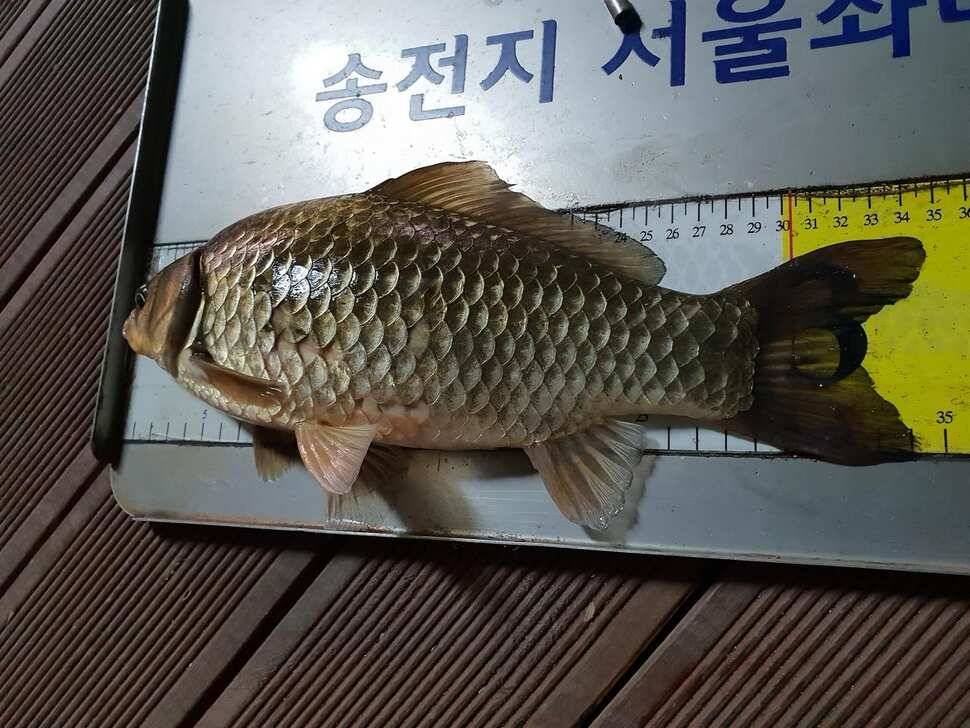 송전지서울좌대3월29일조황 (유료터정보 - 유료터점주조황)