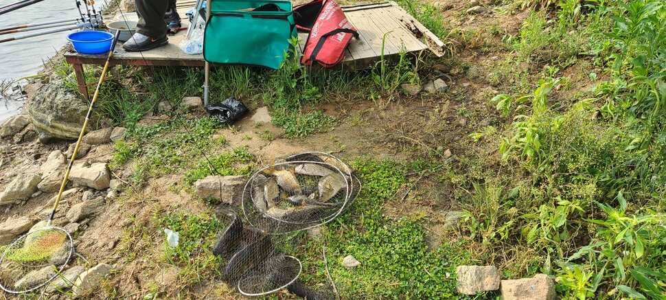 공주 고성낚시터 입니다 (유료터정보 - 유료터점주조황)
