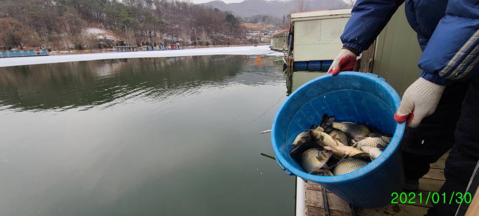 동절기 힐링붕어낚시 수곡낚시터 주후반주말 조황 붕어방류 (유료터정보 - 유료터점주조황)