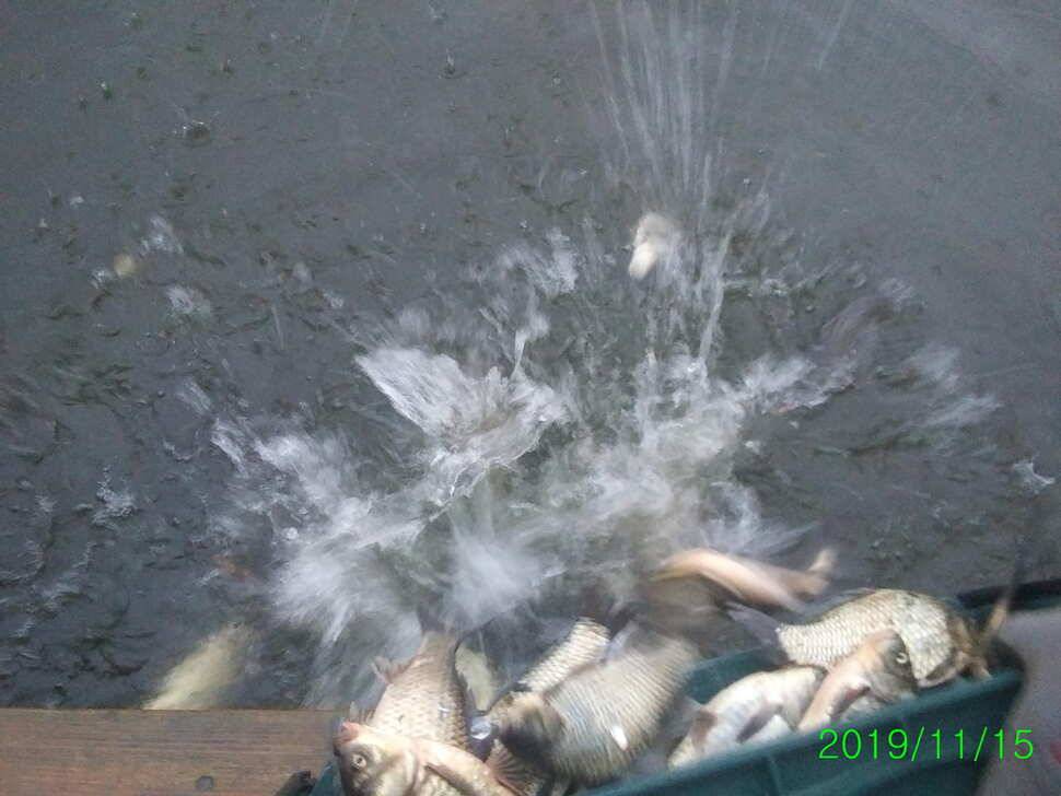 수곡낚시터 오늘도 자연산 토종붕어 방류 조황안내 및 노지잔교 비닐천막 설치 완료 (유료터정보 - 유료터점주조황)