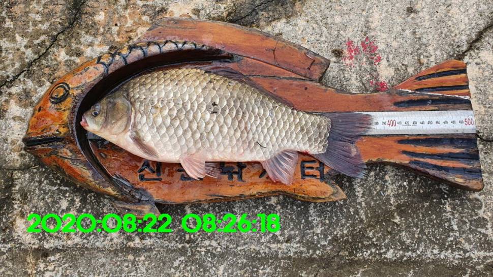 신원낚시터 8월27일 토종붕어 45짜리와 덩어리들 사진입니다 (유료터정보 - 유료터점주조황)