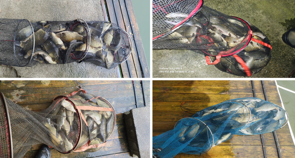 무더위속 계곡지 피서낚시 힐링 양평 수곡낚시터 8월둘째주 주중조황도 꾸준하네요 (유료터정보 - 유료터점주조황)