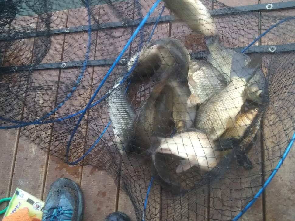 수곡낚시터 붕어조과 고르고 꾸준한 조황으로 잘 나와줍니다 금일 붕어 방류 완료 (유료터정보 - 유료터점주조황)