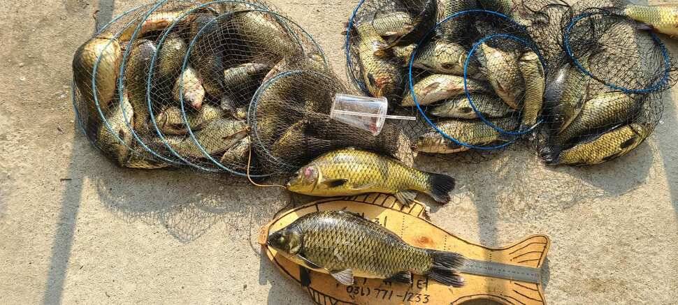 양평 낚시터 수곡낚시터 621 일요일 46cm 대물붕어 포함 씨알좋은 붕어들이 나와주네요 (유료터정보 - 유료터점주조황)
