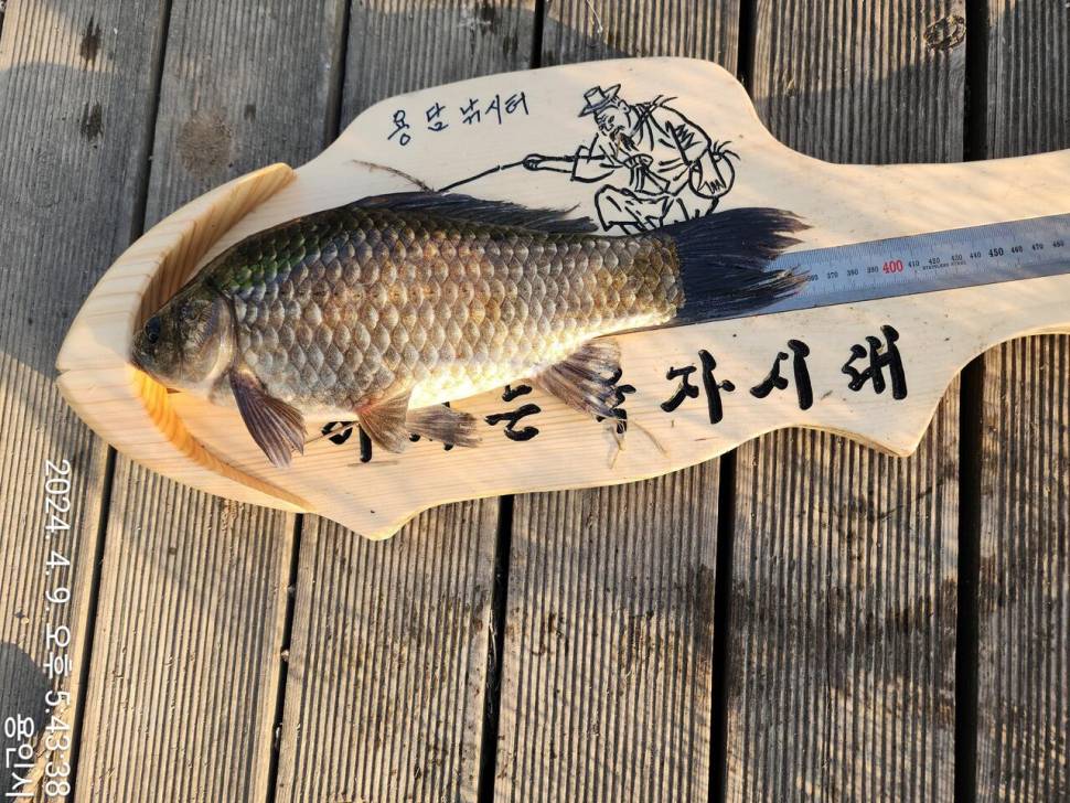 2024년 04월 둘째주 조황정보 용담낚시터사암지 이번주 4짜 1마리 (유료터정보 - 유료터점주조황)